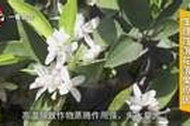 香蕉施肥技术要点