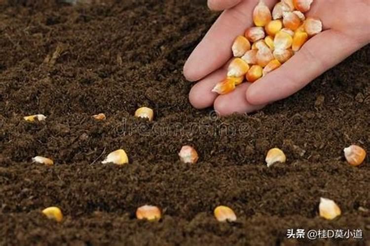 一般施肥多少天能吸收(化肥施入土壤后多久被吸收)