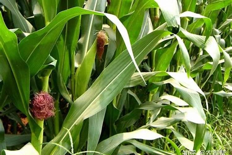 洋葱膨大最快的方法