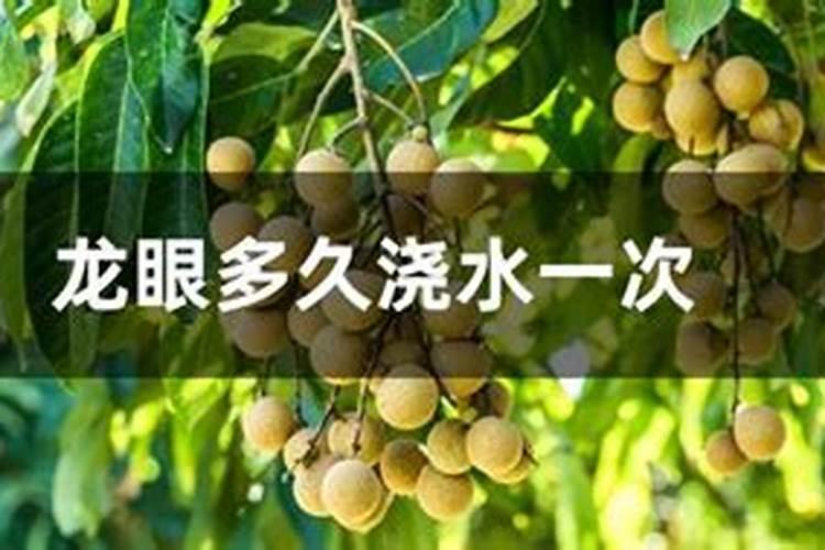 龙眼果实在枝头上干枯是什么原因？