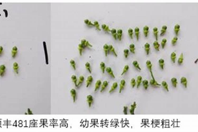 乙蒜素烧苗怎么办？