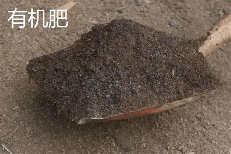 鱼腥草甘肃兰州能种植吗