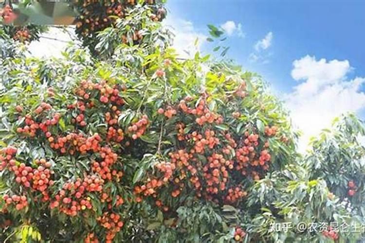 国内最好的芸苔素内酯