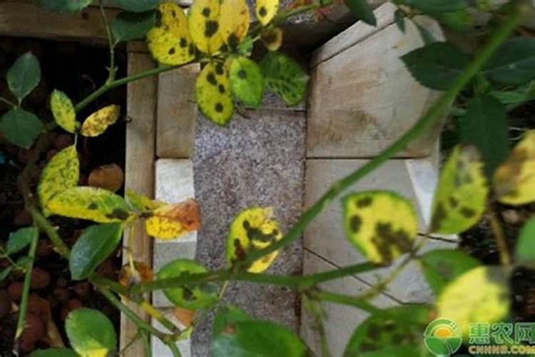 玫瑰花黄叶病的原因及治疗处理方法