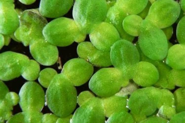 碗莲怎么种植？