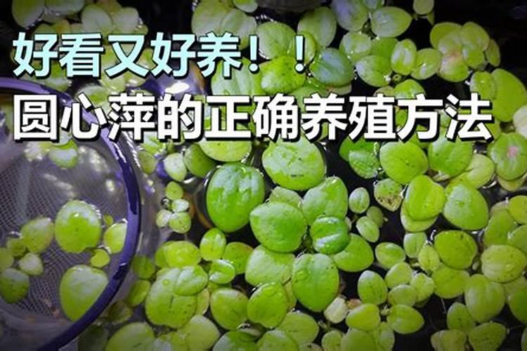 小叶水萍用什么肥料可以生长？