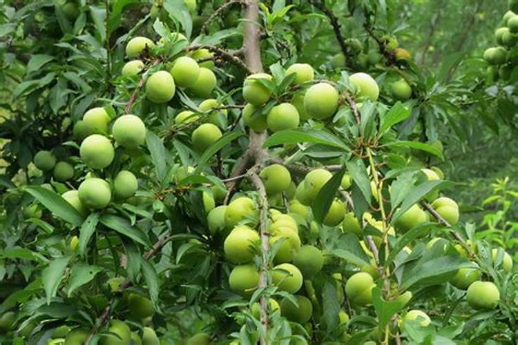 李子树什么时候施肥,施什么肥好