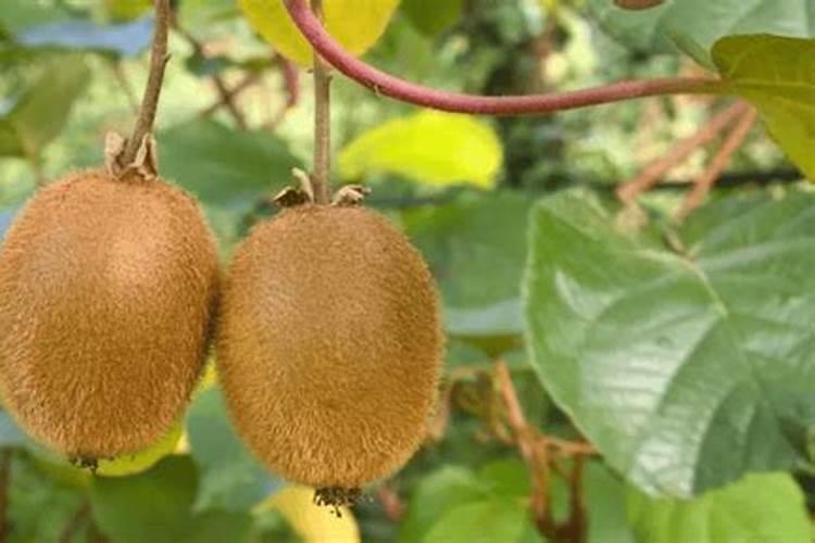 猕猴桃挂果后施什么肥料 猕猴桃如何施肥