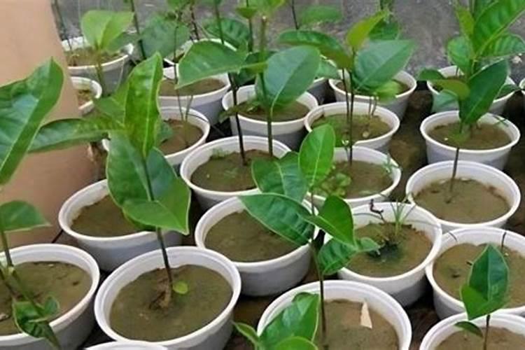 菠萝蜜苗怎么管理