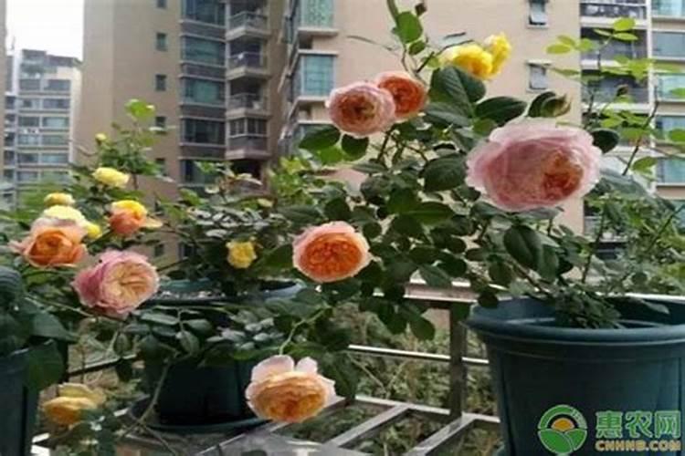 月季该如何施肥？