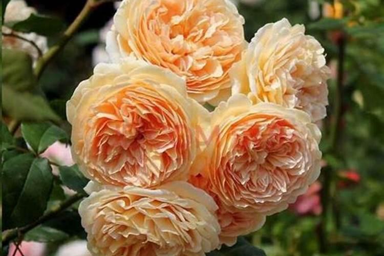 月季新手花友的基础养护方法