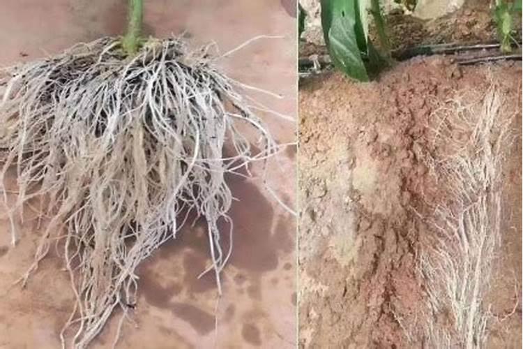 铁树根茎腐烂如何救治,修根换盆控水施肥