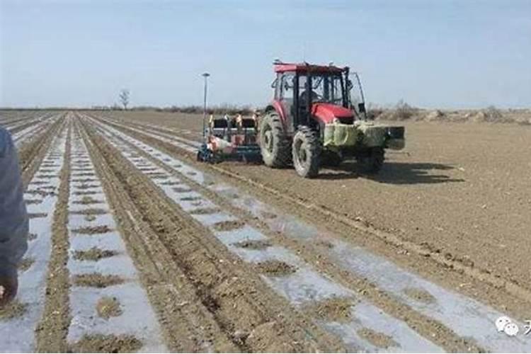 用尿素每天放一点浇花怎么样