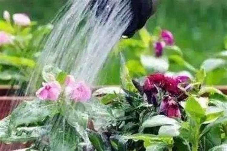 氮肥可以兑水浇花吗