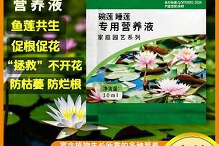 睡莲叶子边缘发黄发黑烂掉