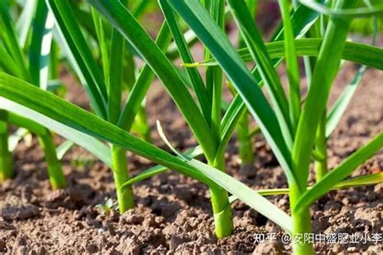 大蒜中后期施什么肥