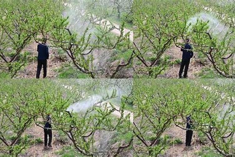 桃花盆栽施肥方法 桃花什么时候施肥