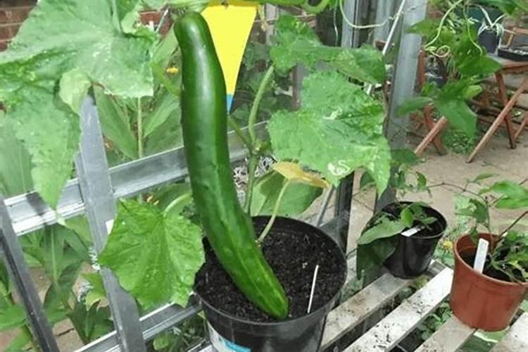 生物菌肥一亩地用多少合适呀