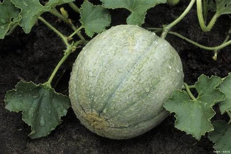 治愈爱情手绘插画沈月手绘新剧海报,画风治愈细节满满,如何评价其画 ...