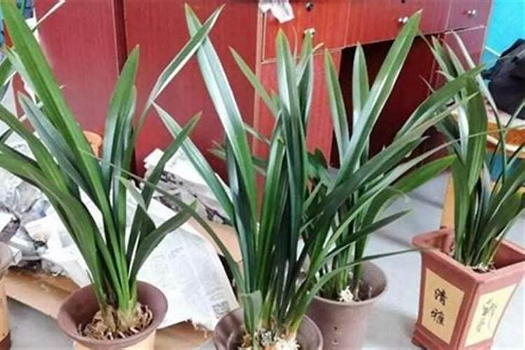 墨兰花怎么养才能开花 养墨兰开花的技巧