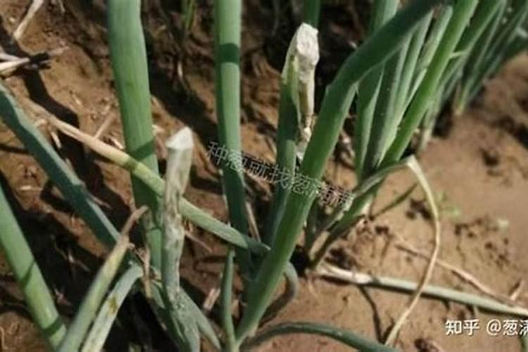 香葱怎么施肥？多谢!