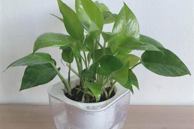 复合肥可以浇绿萝吗