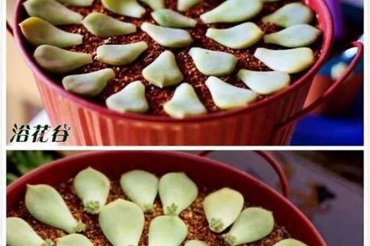 养多肉怎样使用水溶肥