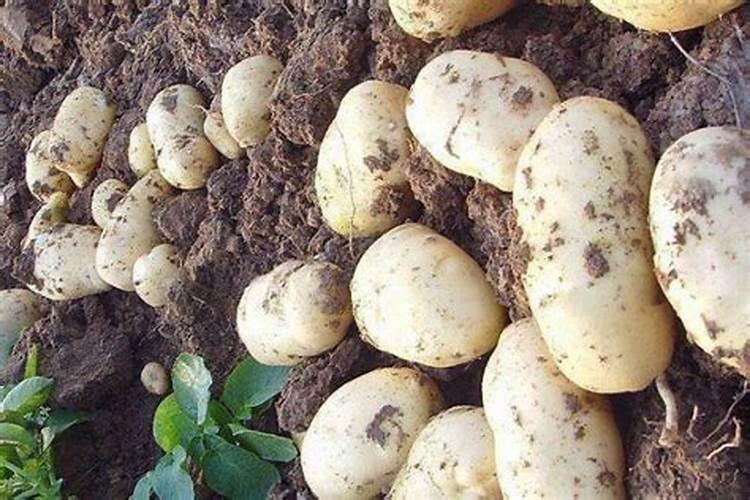 土豆施肥技术要点 马铃薯施肥技术要点