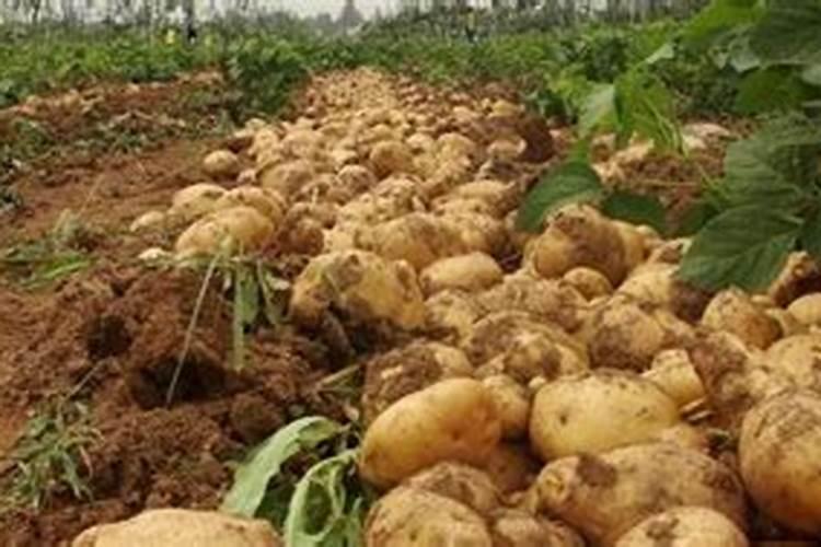 土豆施肥技术要点 马铃薯施肥技术要点