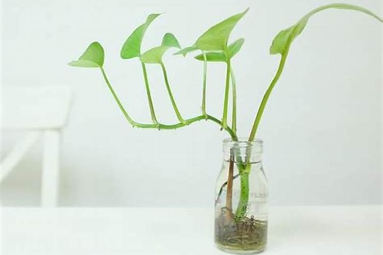 水培花卉叶面肥的使用