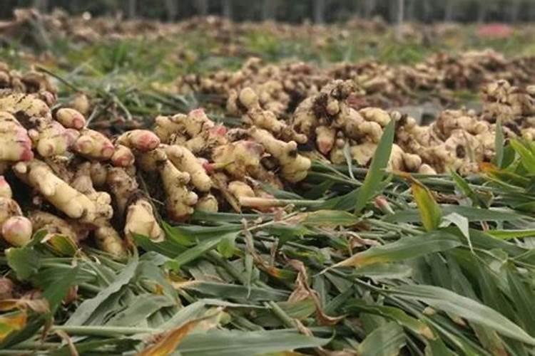 大姜种植后头两次浇水应怎么冲施肥料？