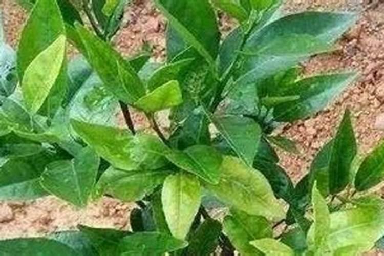 柑橘树施什么复合肥好呢？一年要施多少次？(大树)