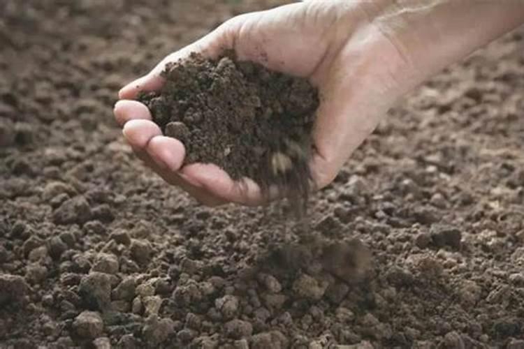 土壤中怎样施用钙肥——石灰和石膏？