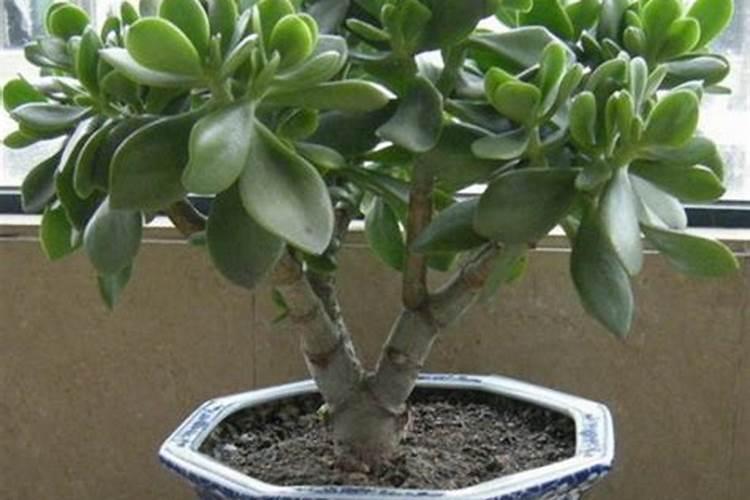 玉树长得慢怎么回事？