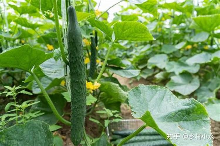 种植黄瓜的时候,为什么要避免偏施氮肥？