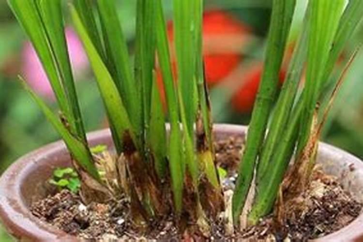 兰花花芽分化期怎么养护快速开花