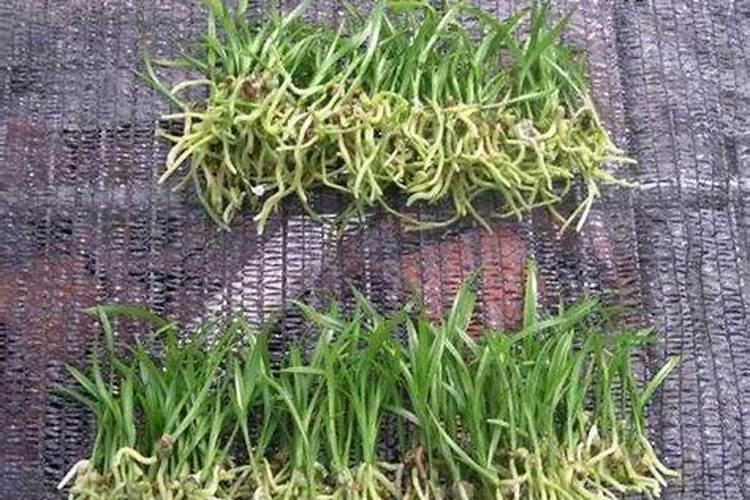 兰花芦头怎么养叶芽花芽蹭蹭冒