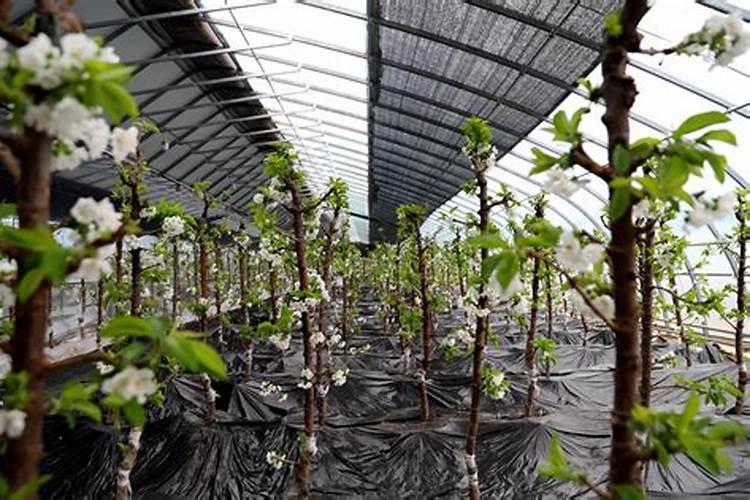 大棚种的樱桃在花期建议冲什么肥？