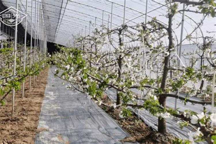 大棚樱桃花期管理要点