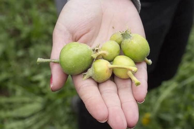 朝天椒开花结果时用什么药最好？