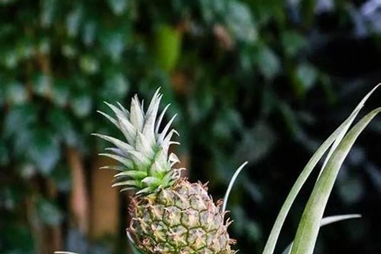 红菠萝种植方法和注意事项