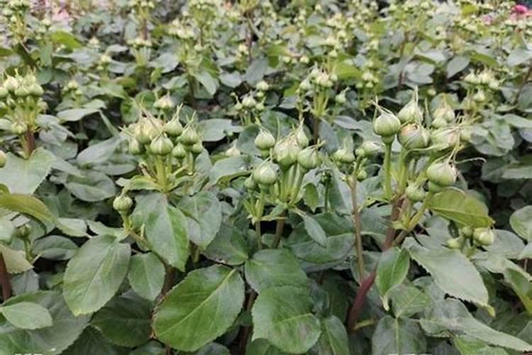 月季夏天施肥管理的6“忌”