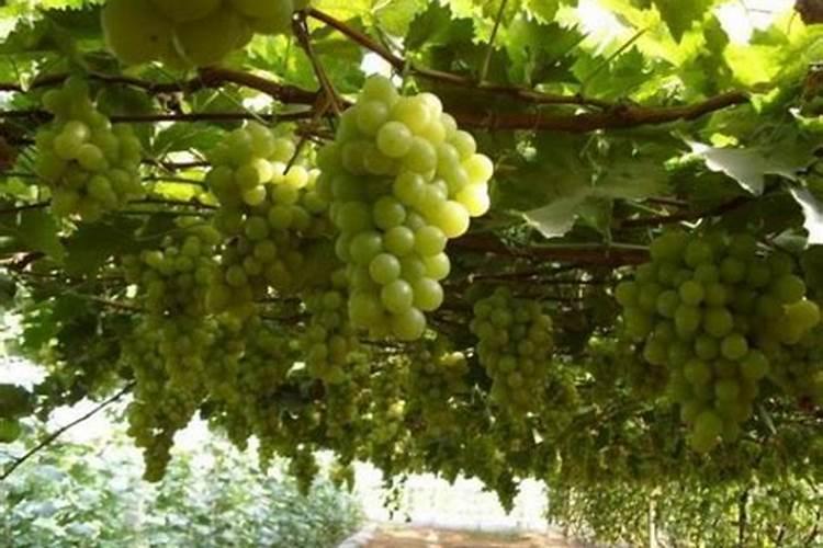 阳光玫瑰萌芽期用肥