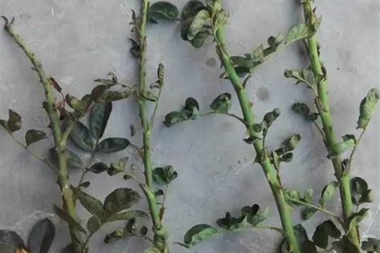 月季为什么要喷施叶面肥杀菌剂添加叶面肥有何作用