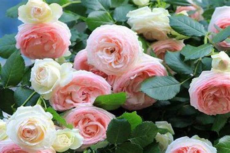 月季施肥诀窍有哪些