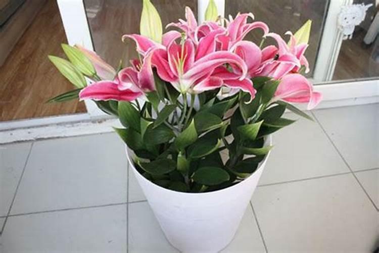 百合花芽期施什么肥