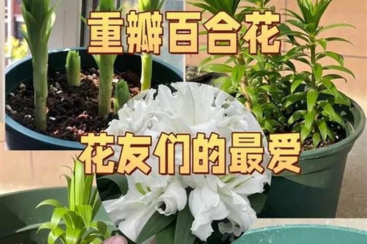 百合花种球能繁殖出小种球吗