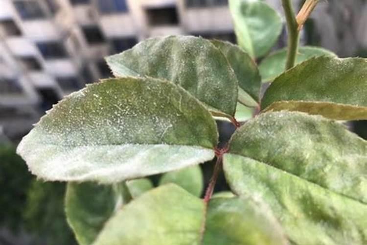 月季白粉虱用什么药最有效