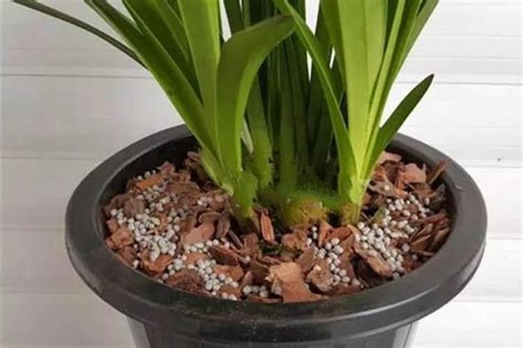 兰花花肥用什么合适 肥料制作与使用方法
