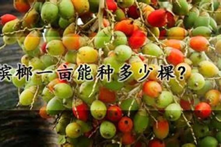 槟榔怎样施肥能高产？